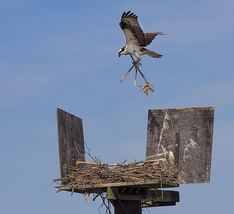 Birds’ beauty extends far beyond themselves to enhance the whole world